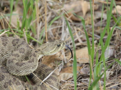 Rattlesnake Theodore Roosevelt National Park
